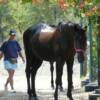TRAILRIDERS - Corfu, Greece - Horse photos